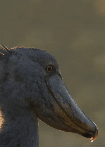Shoebill 2